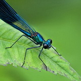 Insects